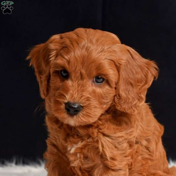 Lawson, Cavapoo Puppy